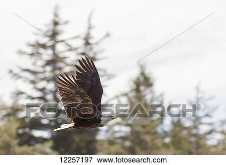 Stock Photo - A bald headed eagle (Haliaeetus leucocephalus flies on the coast; British Columbia, Canada. Fotosearch