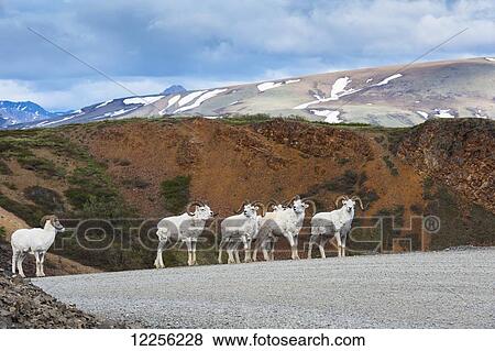 A band of adult rams are standing on the Park Road at Polychrome Pass, Denali National Park, Interior Alaska View Large Photo Image Stock Photo - A band of adult rams are standing on the Park Road at Polychrome Pass, Denali National Park, Interior Alaska. Fotosearch