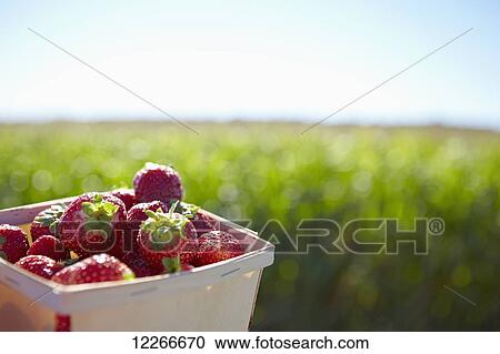 Stock Image - A basket full of strawberries with farmland in the background; Quebec, Canada. Fotosearch