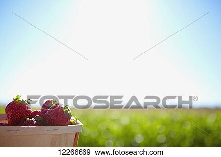 Stock Photo - A basket full of strawberries with farmland in the background; Quebec, Canada. Fotosearch