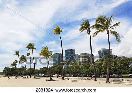 Picture - A beach lined with palm trees and buildings in the background; Honolulu, Oahu, Hawaii, United States of America. Fotosearch