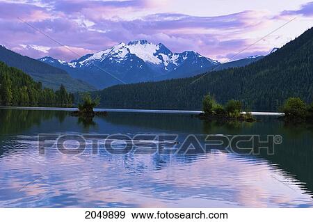 Stock Photo - A Beaver In Lava Lake With Alder Peak At Dusk, British Columbia. Fotosearch