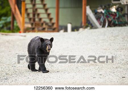 Stock Image - A black bear is foraging for food in an Eagle River neighborhood, Southcentral Alaska, summer. Fotosearch