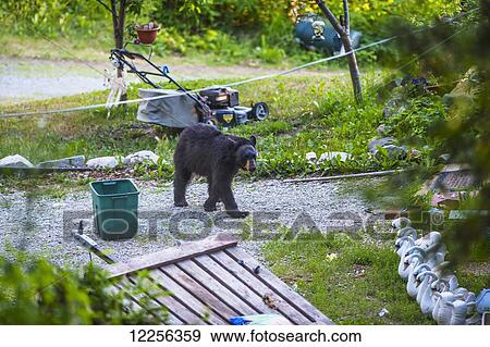 A black bear is foraging for food in an Eagle River neighborhood, Southcentral Alaska, summer View Large Photo Image Stock Photo - A black bear is foraging for food in an Eagle River neighborhood, Southcentral Alaska, summer. Fotosearch