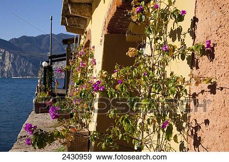 A blossoming plant growing against a wall on a building along Lake Garda; Malcesine, Verona, Italy View Large Photo Image Stock Photo - A blossoming plant growing against a wall on a building along Lake Garda; Malcesine, Verona, Italy. Fotosearch