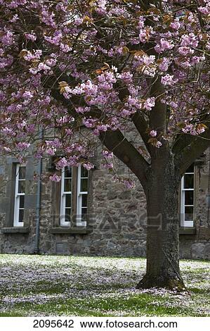 A Blossoming Tree Outside A Building; Ford Village Northumberland England View Large Photo Image Stock Image - A Blossoming Tree Outside A Building; Ford Village Northumberland England. Fotosearch