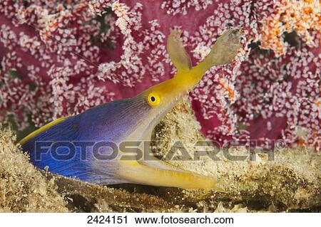 Stock Image - A blue ribbon eel (Rhinomuraena quaesita); Fiji. Fotosearch