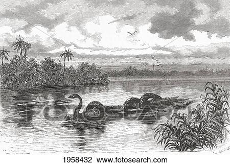 Stock Image - A Boa Floating On A Log On The Rio Verde, Colombia. From El Mundo En La Mano Published 1875.. Fotosearch