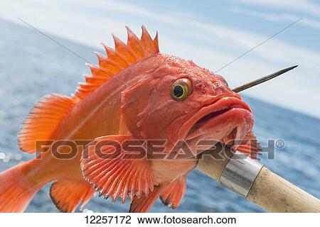 A brightly coloured fish caught on the end of a spear; Skeena-Queen Charlotte, British Columbia, Canada View Large Photo Image Stock Image - A brightly coloured fish caught on the end of a spear; Skeena-Queen Charlotte, British Columbia, Canada. Fotosearch