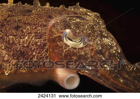 A broadclub cuttlefish (Sepia latimanus); Bali, Indonesia View Large Photo Image Stock Image - A broadclub cuttlefish (Sepia latimanus); Bali, Indonesia. Fotosearch