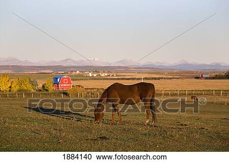 Stock Image - A Brown Horse Grazing In A Field In Autumn With A Red Barn And Mountains In The Background At Sunrise; Alberta, Canada. Fotosearch