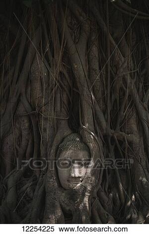 Stock Photography - A Buddha head peers out from a tree; Ayutthaya, Thailand. Fotosearch