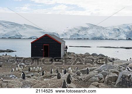A Building With Penguins On The Shore; Antarctica View Large Photo Image Stock Photography - A Building With Penguins On The Shore; Antarctica. Fotosearch