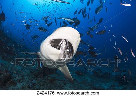 A bull shark (Carcharhinus leucas) at a shark feeding site, Bequ Lagoon; Fiji View Large Photo Image Stock Photograph - A bull shark (Carcharhinus leucas) at a shark feeding site, Bequ Lagoon; Fiji. Fotosearch