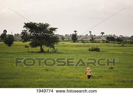 Picture - A Cambodian Woman In A Rice Field; Phnom Penh Cambodia. Fotosearch