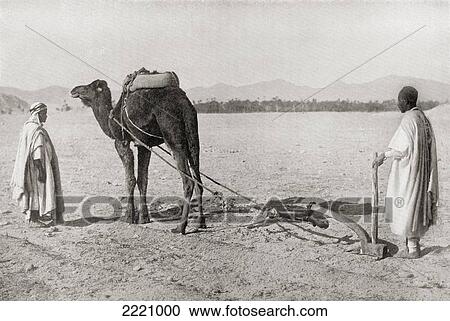 Stock Image - A Camel Plow Being Used In Algiers, Algeria, North Africa, In The Early 20Th Century. From The Living Animals Of The World, Published C. 1920.. Fotosearch
