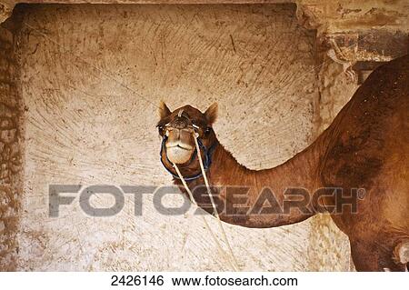 Stock Photograph - A camel tethered at Ranvas Palace; Rajasthan, India. Fotosearch