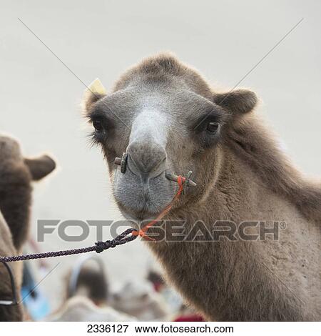 Stock Photo - A Camel With A Peg Through It's Nose And A Rope; Jiuquan, Gansu, China. Fotosearch