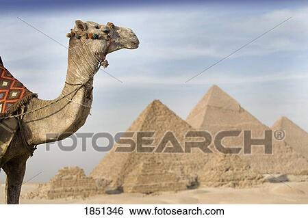 A Camel With The Pyramids In The Background; Cairo, Egypt, Africa View Large Photo Image Stock Photograph - A Camel With The Pyramids In The Background; Cairo, Egypt, Africa. Fotosearch