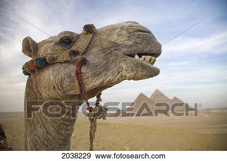 Stock Photo - A Camel's Face At The Pyramids Of Giza Near Cairo; Giza Egypt. Fotosearch
