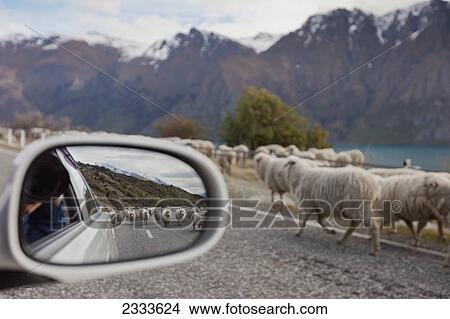 Picture - A Car Stopped On The Road As A Flock Of Sheep Being Herded Down The Highway; Queenstown, New Zealand. Fotosearch