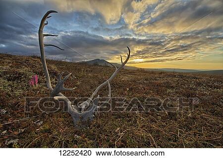 A caribou antler lies in silence on the flanks of Crow Mountain; Old Crow, Yukon, Canada View Large Photo Image Stock Image - A caribou antler lies in silence on the flanks of Crow Mountain; Old Crow, Yukon, Canada. Fotosearch