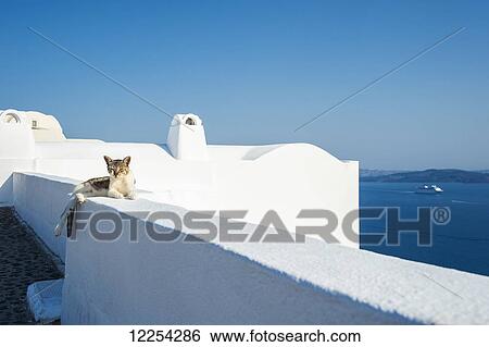 Stock Photograph - A cat lays on a whitewash wall with a view of the Aegean sea; Oia, Santorini, Greece. Fotosearch
