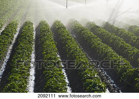 A Center Pivot Irrigation System Watering Potato Crop; Tiger Hills Manitoba Canada View Large Photo Image Stock Image - A Center Pivot Irrigation System Watering Potato Crop; Tiger Hills Manitoba Canada. Fotosearch