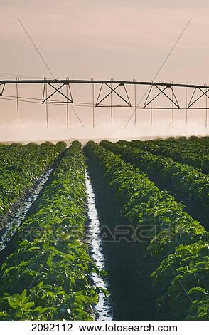 Stock Image - A Center Pivot Irrigation System Watering Potato Crop; Tiger Hills Manitoba Canada. Fotosearch