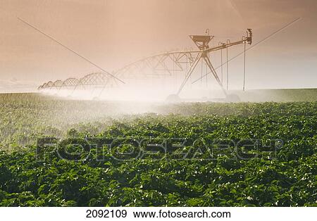 A Center Pivot Irrigation System Watering Potato Crop; Tiger Hills Manitoba Canada View Large Photo Image Stock Photo - A Center Pivot Irrigation System Watering Potato Crop; Tiger Hills Manitoba Canada. Fotosearch