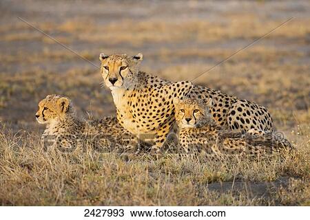 Stock Image - A cheetah laying with her young; Tanzania. Fotosearch