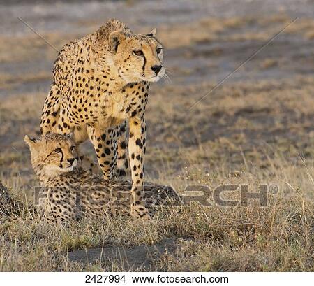 A cheetah with her cub; Tanzania View Large Photo Image Picture - A cheetah with her cub; Tanzania. Fotosearch