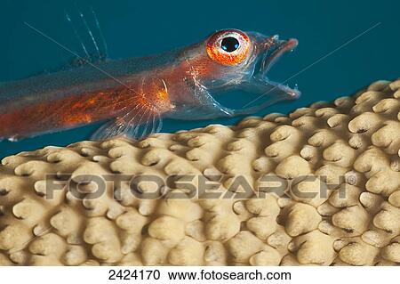 A close look at a Whip Coral Goby (Bryaninops amplus) as it is opening it's mouth on whip coral off the island of Yap; Yap, Micronesia View Large Photo Image Stock Image - A close look at a Whip Coral Goby (Bryaninops amplus) as it is opening it's mouth on whip coral off the island of Yap; Yap, Micronesia. Fotosearch
