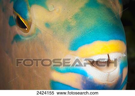 Stock Photography - A close look at night of the dental plates of a three color parrotfish (Scarus tricolor); Fiji. Fotosearch
