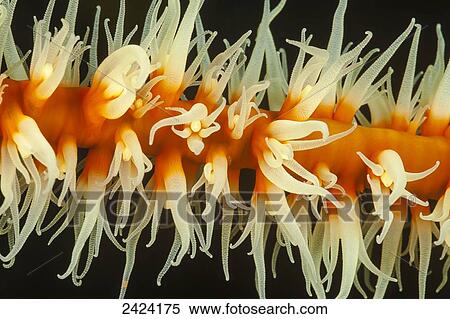 Stock Photography - A close look at wire coral (Cirrhipathes anguina) with it's polyps extended, feeding at night; Fiji. Fotosearch