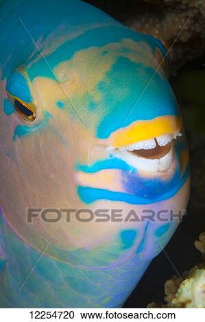 Stock Image - A close up look at night of a sleeping three color parrotfish (Scarus tricolor); Fiji. Fotosearch