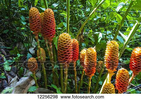 Stock Photo - A close up of Honey Comb Ginger in the botanical garden; Wahiawa, Oahu, Hawaii, United States of America. Fotosearch