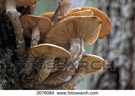A Cluster Of Mushrooms On A Stump In Algonquin Provincial Park; Ontario Canada View Large Photo Image Picture - A Cluster Of Mushrooms On A Stump In Algonquin Provincial Park; Ontario Canada. Fotosearch