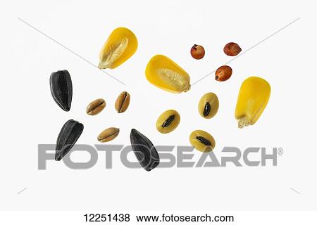 Stock Photo - A collection of grain containing high oil sunflower seeds, winter wheat, grain corn, soybeans and red sorghum all on a white background. Fotosearch