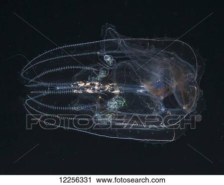 Stock Image - A comb-jelly (Ctenophore) of the genus Leucothea at night, with numerous consumed crustaceans are visible in the pharynx; Kona, Island of Hawaii, Hawaii, United States of America. Fotosearch