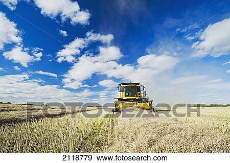 Stock Photo - A Combine Harvester Works In A Canola Field During The Harvest; Somerset Manitoba Canada. Fotosearch