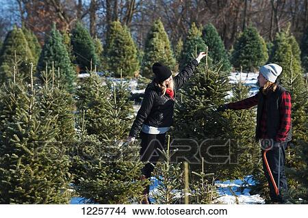 Picture - A couple choosing and cutting a fresh Christmas tree at a Christmas tree farm; Minnesota, United States of America. Fotosearch