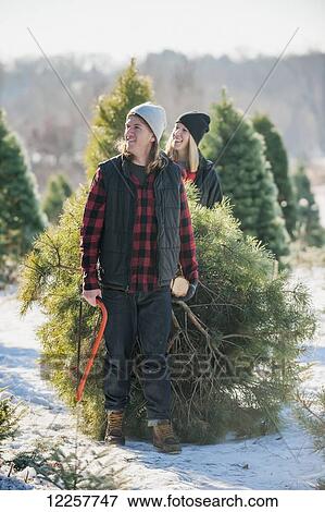 Stock Photo - A couple choosing and cutting a fresh Christmas tree at a Christmas tree farm; Minnesota, United States of America. Fotosearch