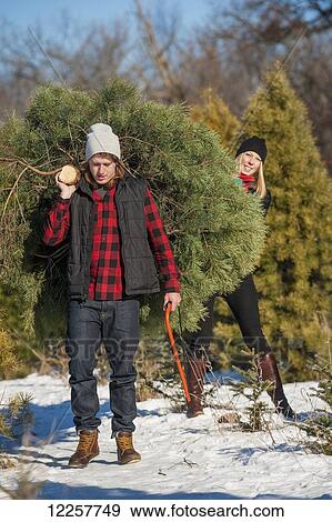 A couple choosing and cutting a fresh Christmas tree at a Christmas tree farm; Minnesota, United States of America View Large Photo Image Stock Photo - A couple choosing and cutting a fresh Christmas tree at a Christmas tree farm; Minnesota, United States of America. Fotosearch