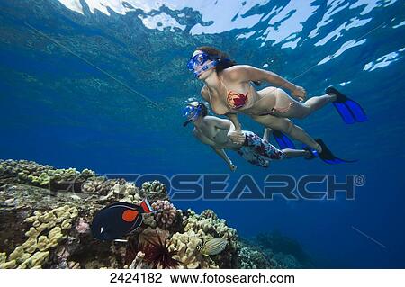 A couple free diving on a reef; Maui, Hawaii, United States of America View Large Photo Image Stock Image - A couple free diving on a reef; Maui, Hawaii, United States of America. Fotosearch