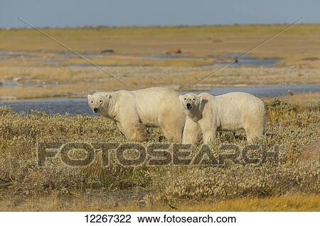 A couple polars hang out in the grass on the south coast of Hudson Bay, near Gillam; Manitoba, Canada View Large Photo Image Stock Image - A couple polars hang out in the grass on the south coast of Hudson Bay, near Gillam; Manitoba, Canada. Fotosearch