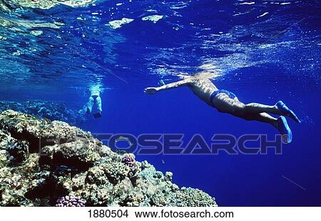 A Couple Snorkeling Along Reef Edges In The Red Sea View Large Photo Image Picture - A Couple Snorkeling Along Reef Edges In The Red Sea. Fotosearch