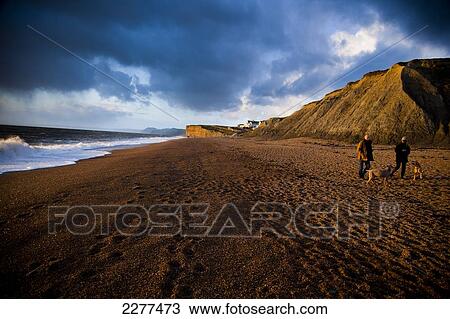 Stock Image - A couple walking dogs on the rugged Dorset coastline on Chesil beach; Dorset, England. Fotosearch