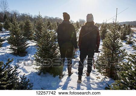 A couple walking to choose and cut a fresh Christmas tree at a Christmas tree farm; Minnesota, United States of America View Large Photo Image Stock Image - A couple walking to choose and cut a fresh Christmas tree at a Christmas tree farm; Minnesota, United States of America. Fotosearch
