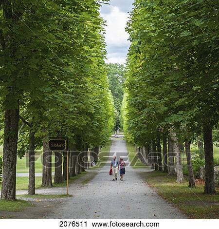 A Couple Walks Down A Long Path Lined With Trees; Stockholm Sweden View Large Photo Image Stock Image - A Couple Walks Down A Long Path Lined With Trees; Stockholm Sweden. Fotosearch